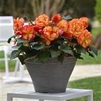 On Top® Sun Glow Tuberous Begonia Container