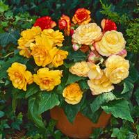 On Top® Sunset Shades Tuberous Begonia Container