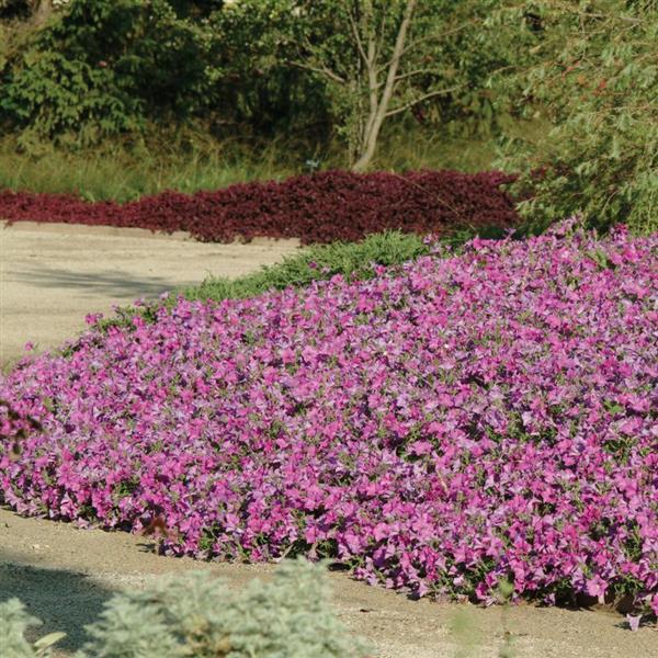 Wave® Lavender Spreading Petunia Commercial Landscape 1