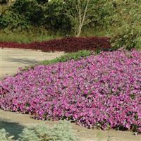 Wave® Lavender Spreading Petunia Commercial Landscape 1