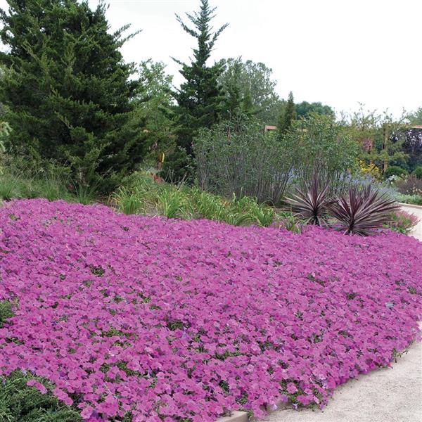 Wave® Lavender Spreading Petunia Commercial Landscape 3
