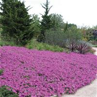 Wave® Lavender Spreading Petunia Commercial Landscape 3