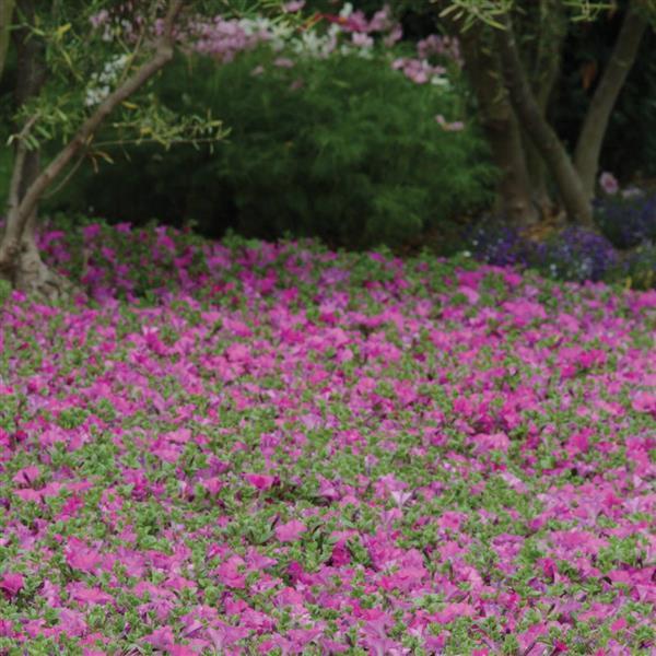 Wave® Lavender Spreading Petunia Commercial Landscape 4
