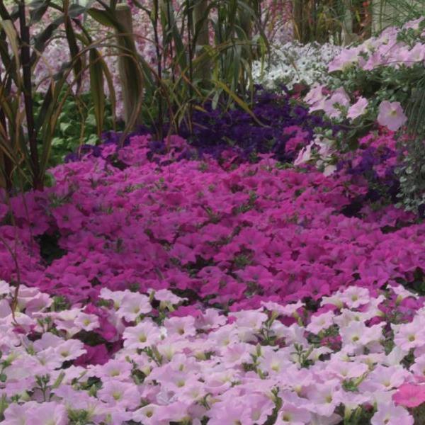 Wave® Lavender Spreading Petunia Landscape