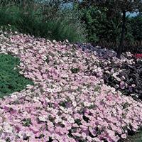 Wave® Misty Lilac Spreading Petunia Commercial Landscape 2