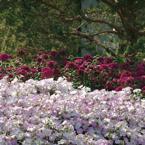 Wave® Misty Lilac Spreading Petunia Commercial Landscape 3