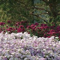 Wave® Misty Lilac Spreading Petunia Commercial Landscape 3