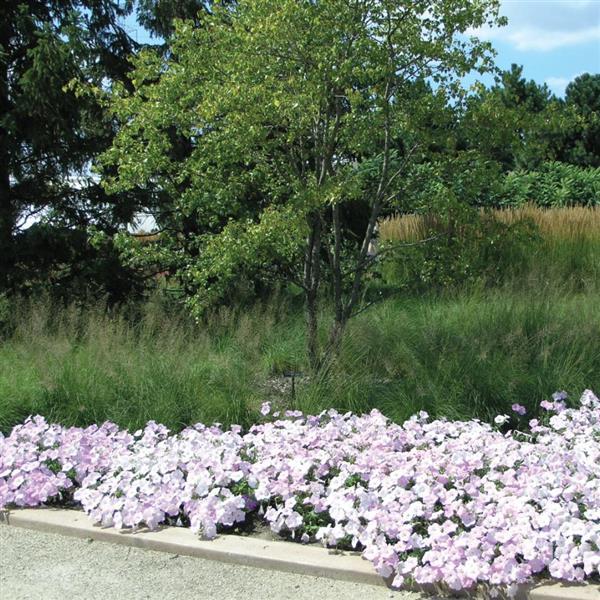 Wave® Misty Lilac Spreading Petunia Commercial Landscape 4