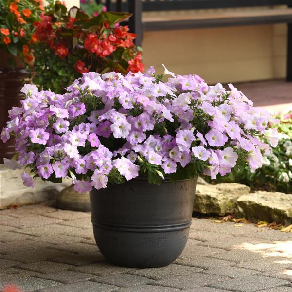 Wave® Misty Lilac Spreading Petunia Container