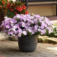 Wave® Misty Lilac Spreading Petunia Container