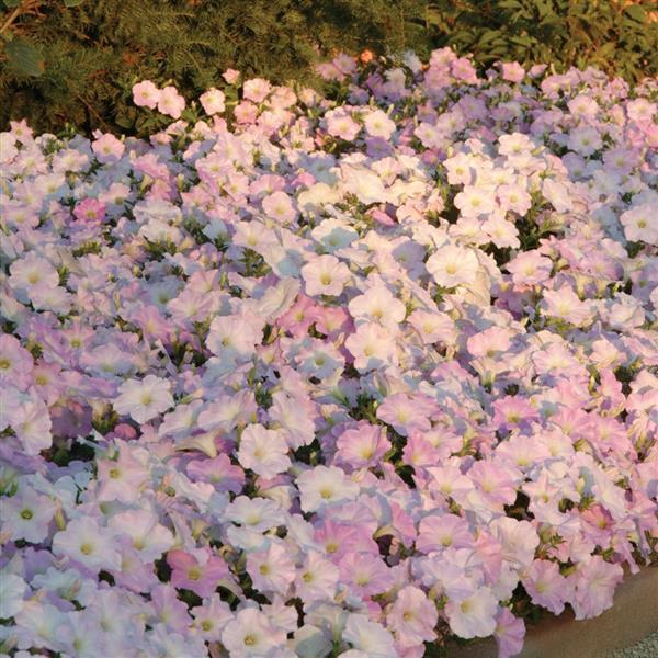 Wave® Misty Lilac Spreading Petunia Landscape