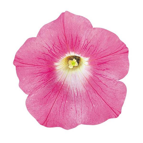 Wave® Pink Spreading Petunia Bloom