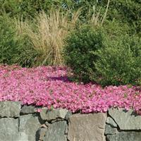 Wave® Pink Spreading Petunia Commercial Landscape 2