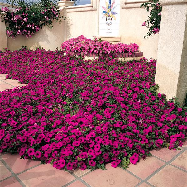 Wave® Purple Spreading Petunia Commercial Landscape 2
