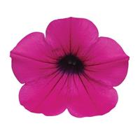 Wave® Purple Classic Spreading Petunia Bloom
