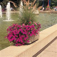 Wave® Purple Classic Spreading Petunia Commercial Landscape 1