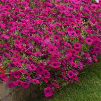 Wave® Purple Classic Spreading Petunia Landscape