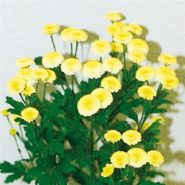 Vegmo Yellow Matricaria Bloom
