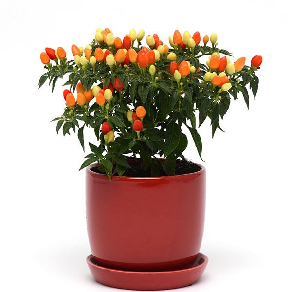 Hot Pops Yellow Ornamental Pepper Container