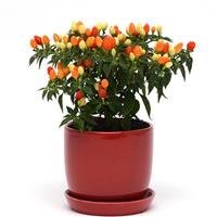 Hot Pops Yellow Ornamental Pepper Container