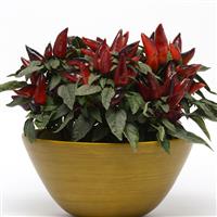 Wicked Ornamental Pepper Container