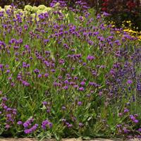 Verbena Santos Purple Landscape