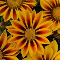 New Day® Red Stripe Gazania Bloom