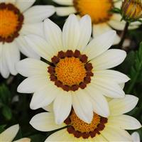 New Day® White Gazania Bloom