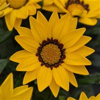 New Day® Yellow Gazania Bloom