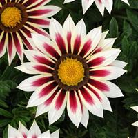 New Day® Rose Stripe Gazania Bloom