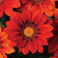 New Day® Red Shades Gazania Bloom