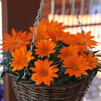 New Day® Clear Orange Gazania Basket