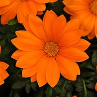 New Day® Clear Orange Gazania Bloom
