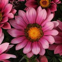 New Day® Pink Shades Gazania Bloom