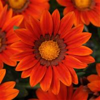 New Day® Bronze Shades Gazania Bloom