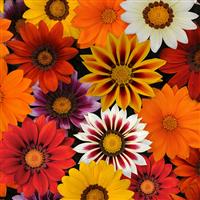 New Day® Mixture Gazania Bloom