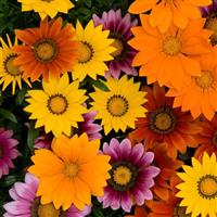 New Day® Bright Mixture Gazania Bloom