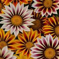 New Day® Tiger Mixture Gazania Bloom