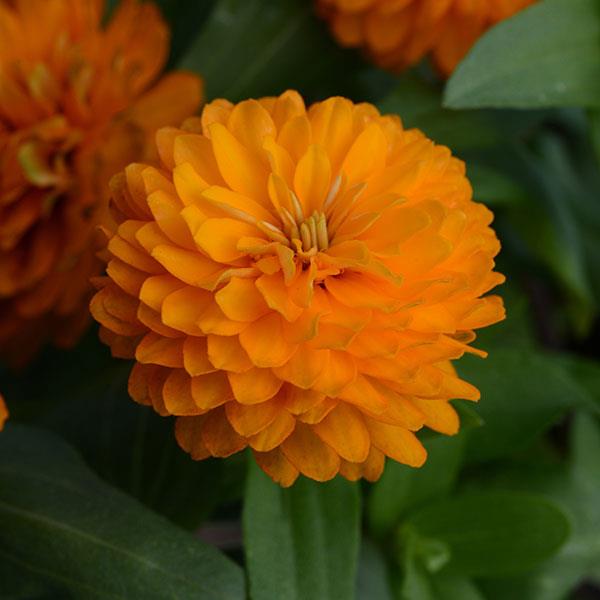 Double Zahara™ Bright Orange Zinnia Bloom
