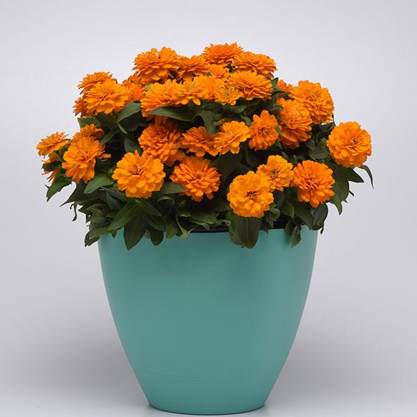 Double Zahara™ Bright Orange Zinnia Container