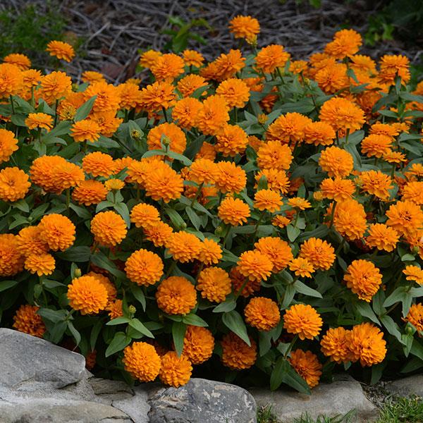 Double Zahara™ Bright Orange Zinnia Garden