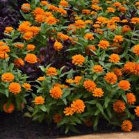 Double Zahara™ Bright Orange Zinnia Landscape