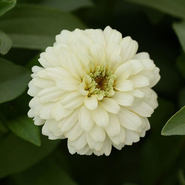 Double Zahara™ White Zinnia Bloom