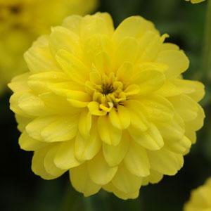 Double Zahara™ Yellow Zinnia Bloom