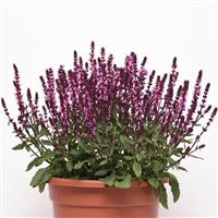 Salvia New Dimension™ Rose Container