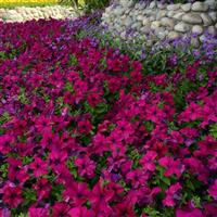 Dreams™ Burgundy Petunia Landscape