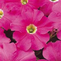 Dreams™ Pink Petunia Bloom