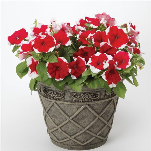 Dreams™ Red Picotee Petunia Container