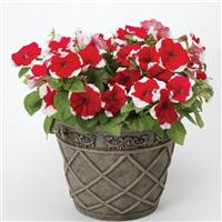 Dreams™ Red Picotee Petunia Container