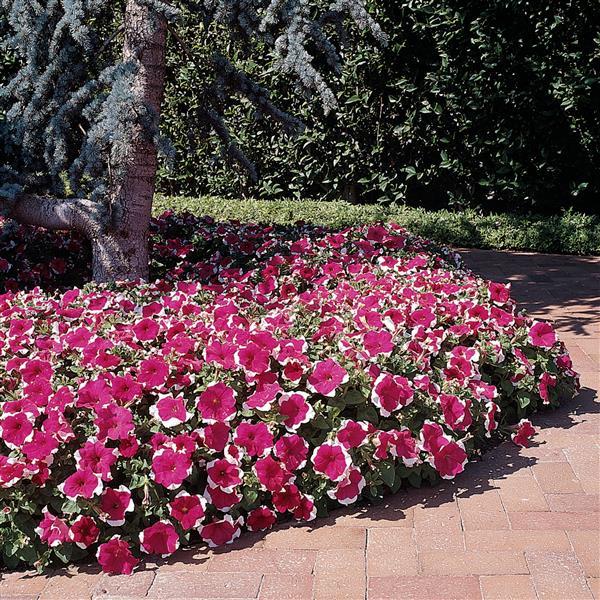 Dreams™ Rose Picotee Petunia Landscape